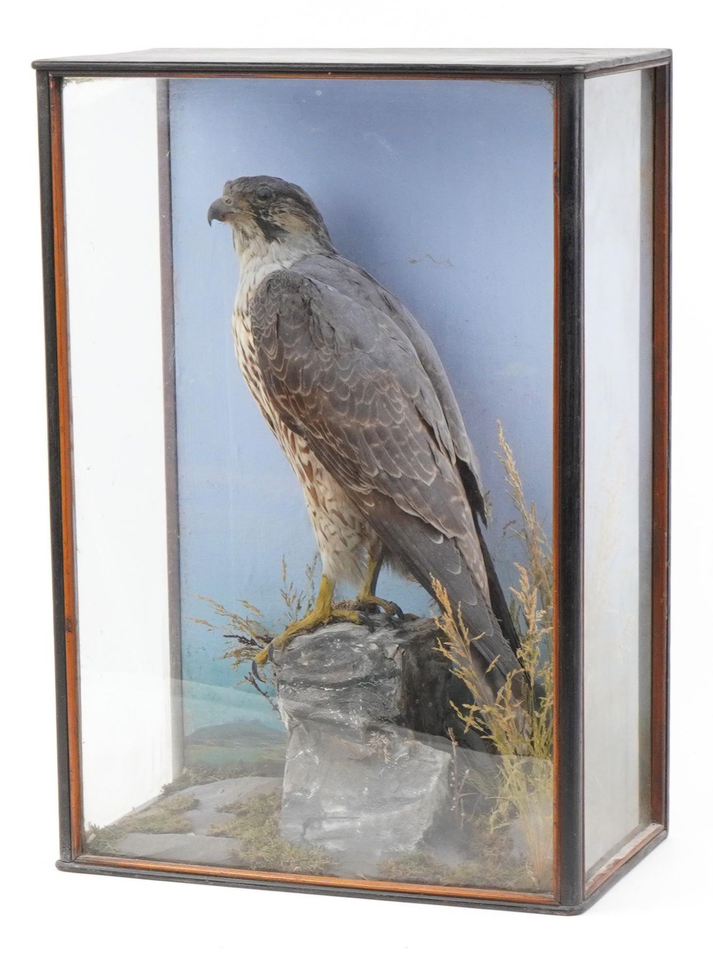 Victorian taxidermy falcon housed in a glazed display case with naturalistic setting, 58.5cm H x