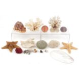 Collection of taxidermy interest seashells, starfish, coral and anemones, the largest 23cm in length