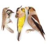 Three taxidermy birds including a hawfinch, the largest 16cm in length : For further information