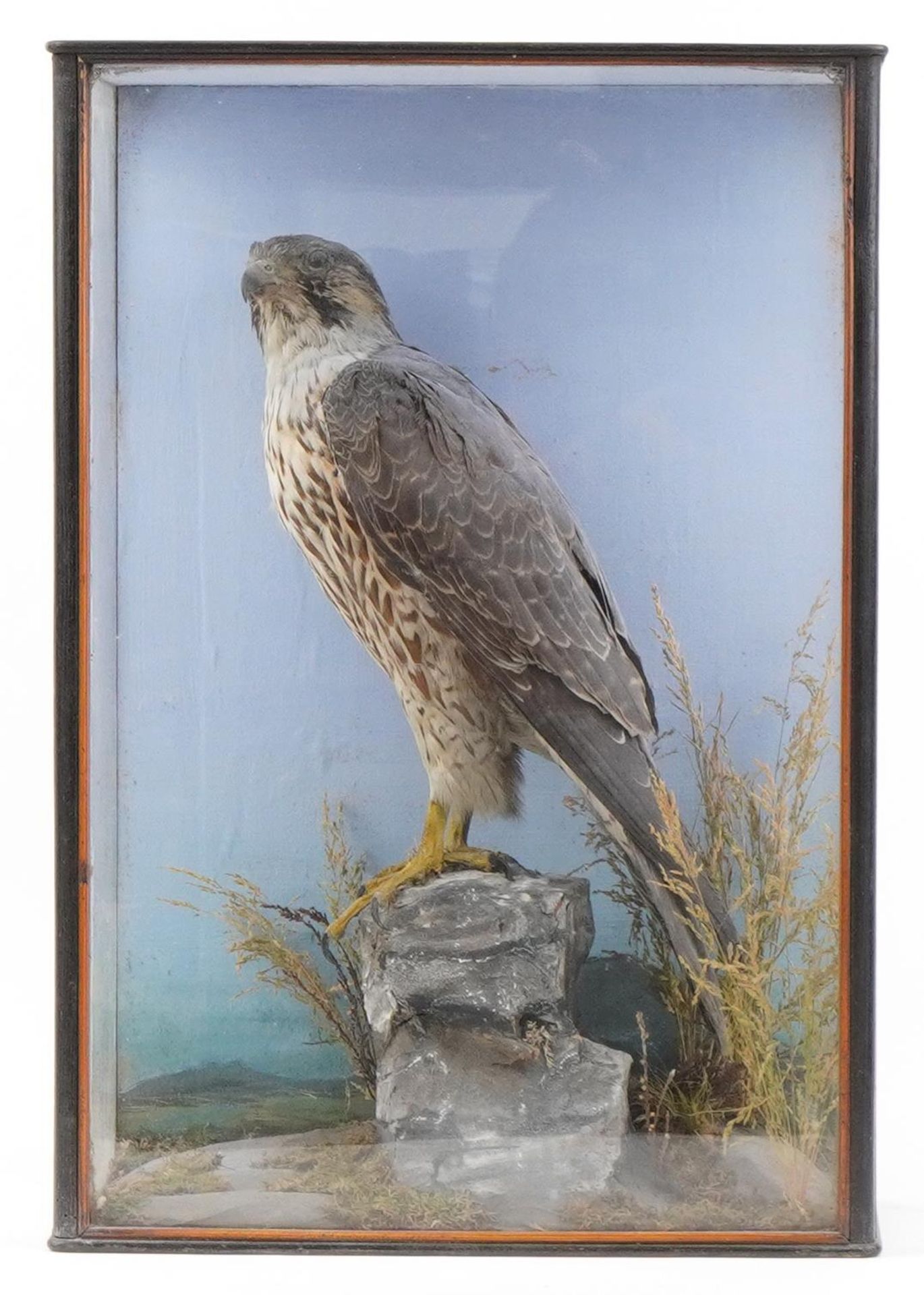 Victorian taxidermy falcon housed in a glazed display case with naturalistic setting, 58.5cm H x - Image 2 of 4