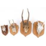 Four taxidermy skulls and horns mounted on shield backs, the largest overall 40cm high : For further