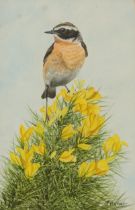 J Benger - Stonechat on gorse and buttercups, watercolour, mounted, framed and glazed, 25cm x 16cm