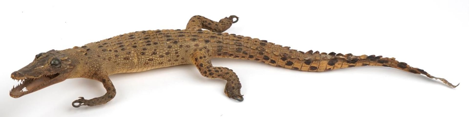 Two taxidermy interest baby crocodiles, each approximately 60cm in length : For further - Image 3 of 7