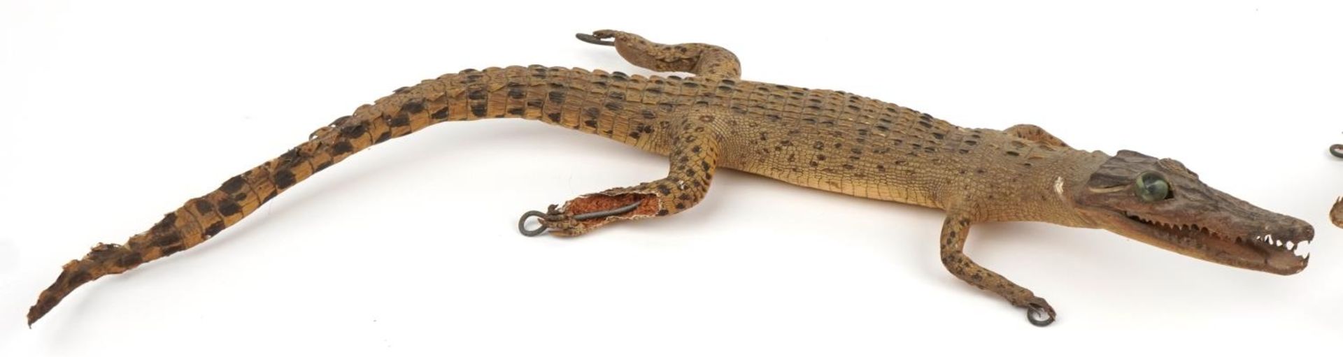 Two taxidermy interest baby crocodiles, each approximately 60cm in length : For further - Image 2 of 7