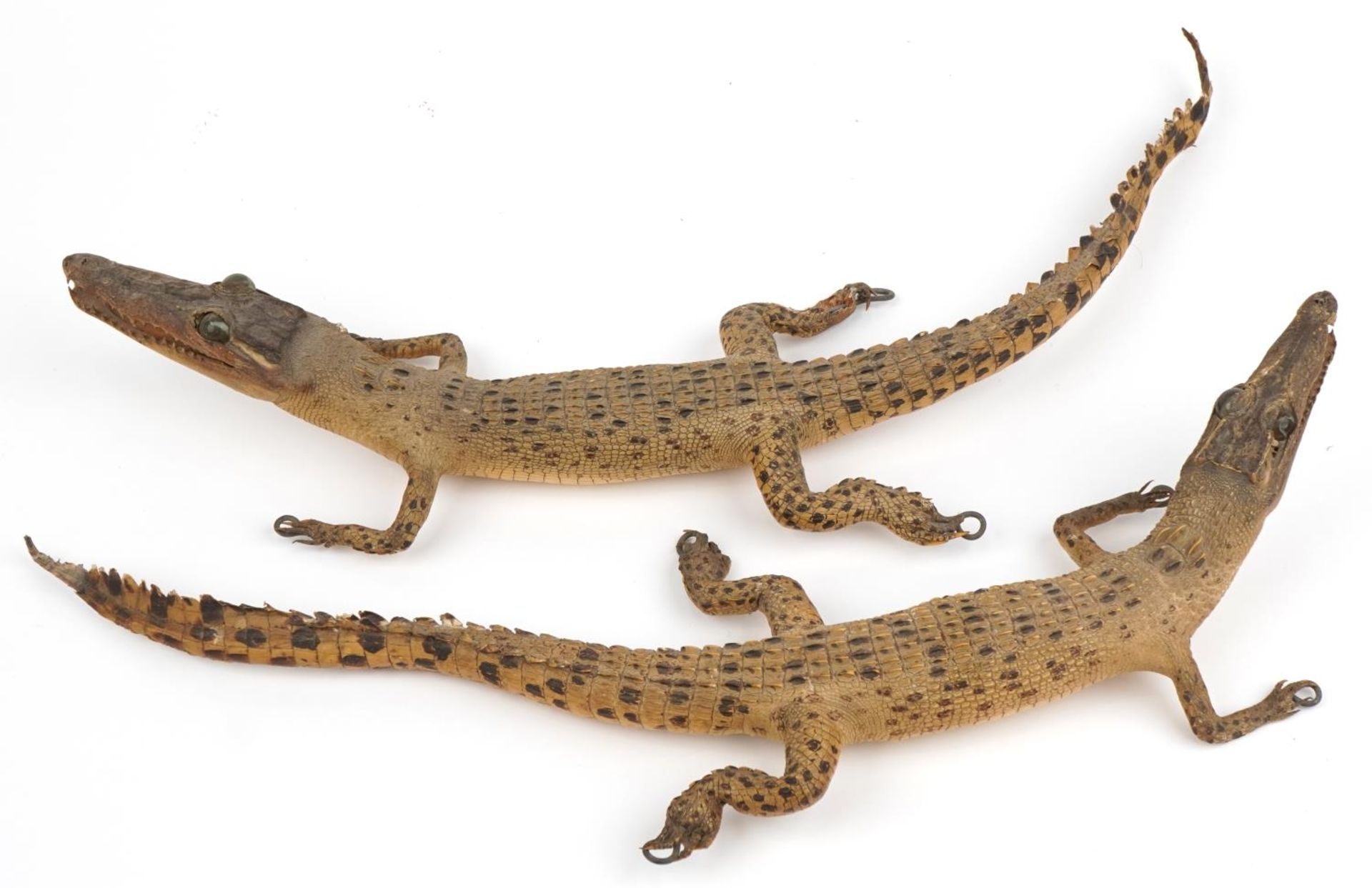 Two taxidermy interest baby crocodiles, each approximately 60cm in length : For further - Image 6 of 7