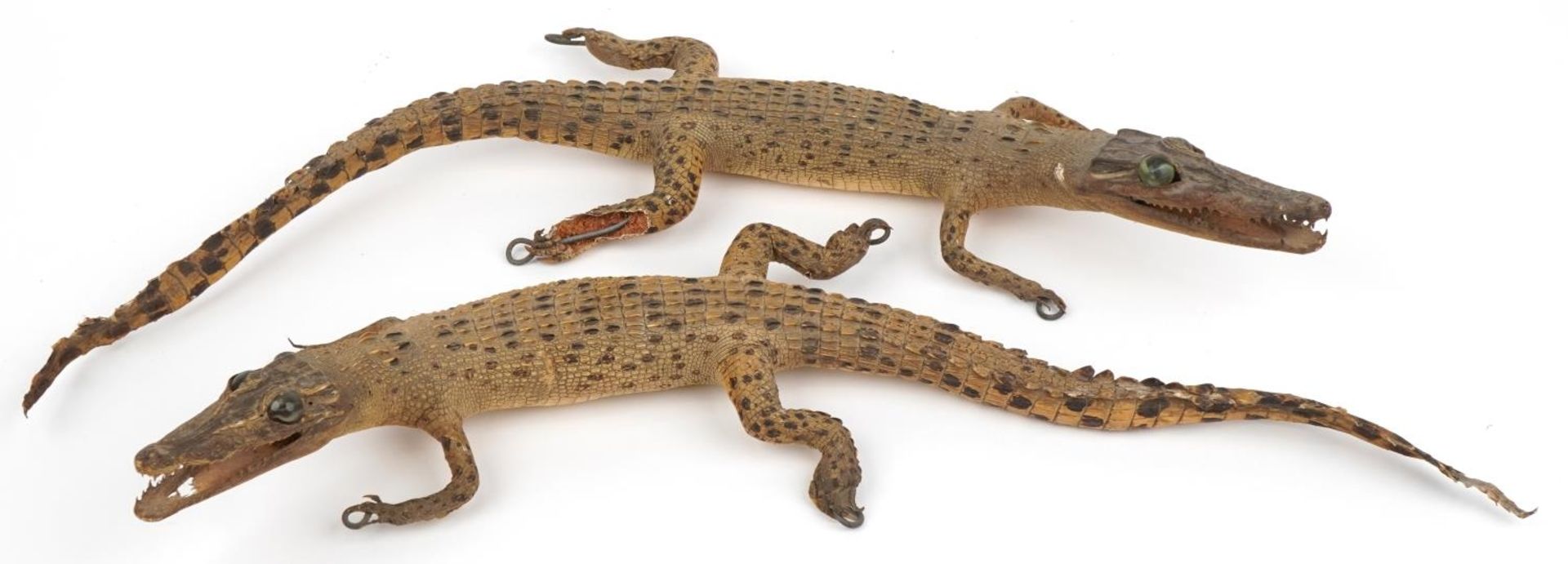 Two taxidermy interest baby crocodiles, each approximately 60cm in length : For further - Image 5 of 7
