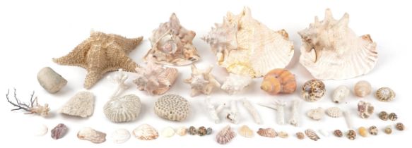Vintage and later taxidermy interest sea shells including large conch shells and star fish, the