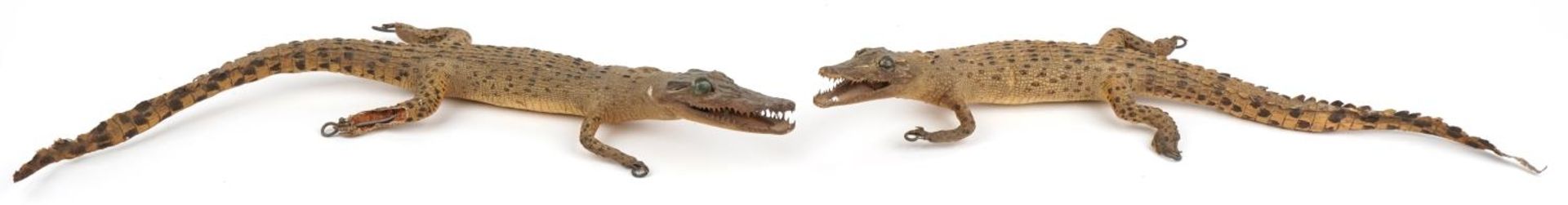 Two taxidermy interest baby crocodiles, each approximately 60cm in length : For further