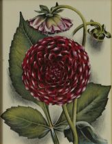 After John Farleigh - Dahlia, botanical lithograph in colour, label verso, mounted, framed and