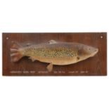 1960s taxidermy interest hand painted plaster lake trout on oak plaque back, inscribed Hurworth Burn