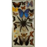 Framed taxidermy display of tarantula and butterflies, overall 53.5cm x 28.5cm : For further