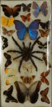 Framed taxidermy display of tarantula and butterflies, overall 53.5cm x 28.5cm : For further