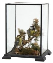 Two taxidermy blue tits housed in an ebonised glazed display case with naturalistic setting, 32.