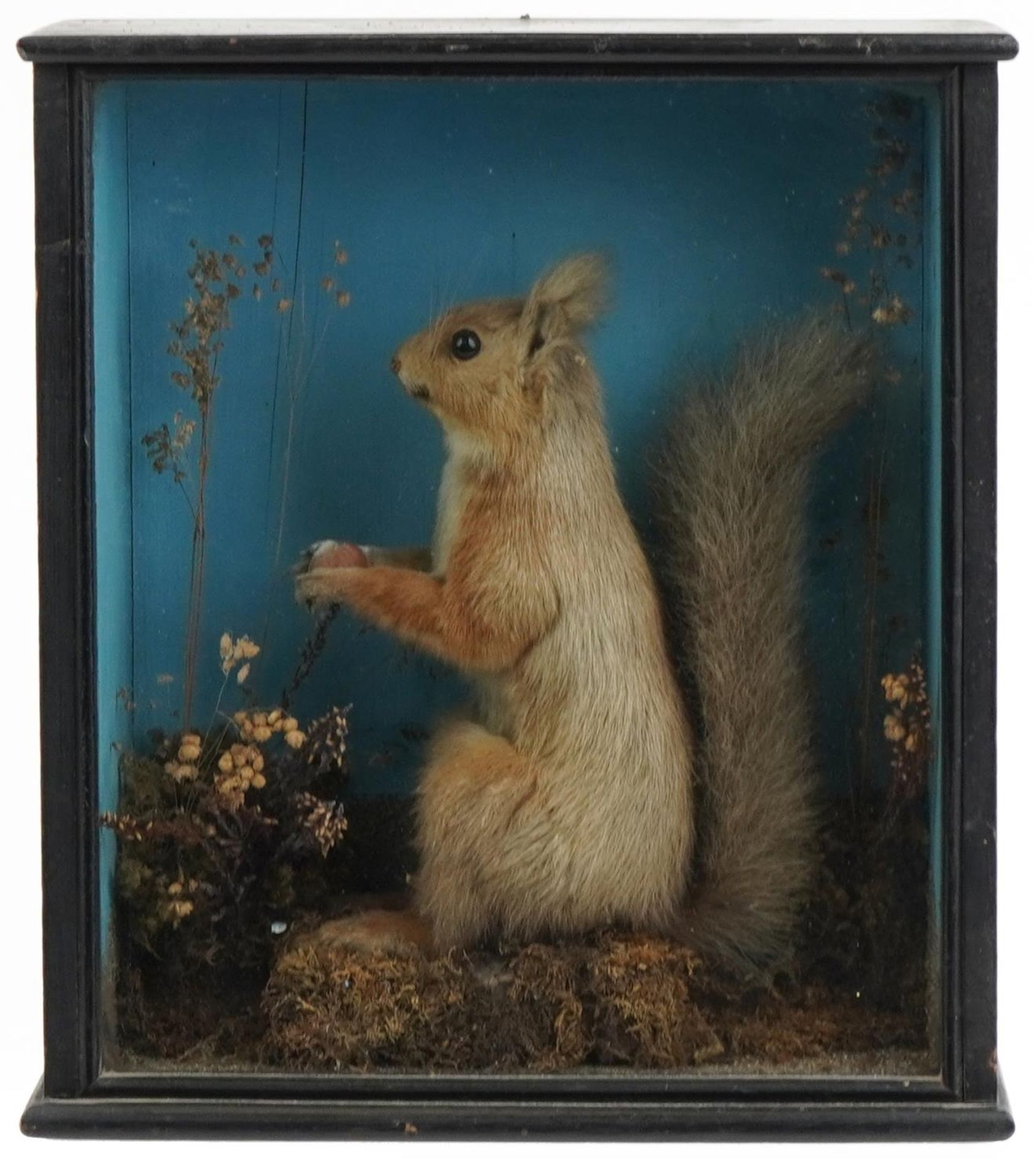 Taxidermy interest red squirrel housed in a ebonised glazed display case in a naturalistic