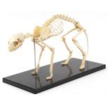 Natural history interest decorative model skeleton of a cat, overall 49cm in length : For further