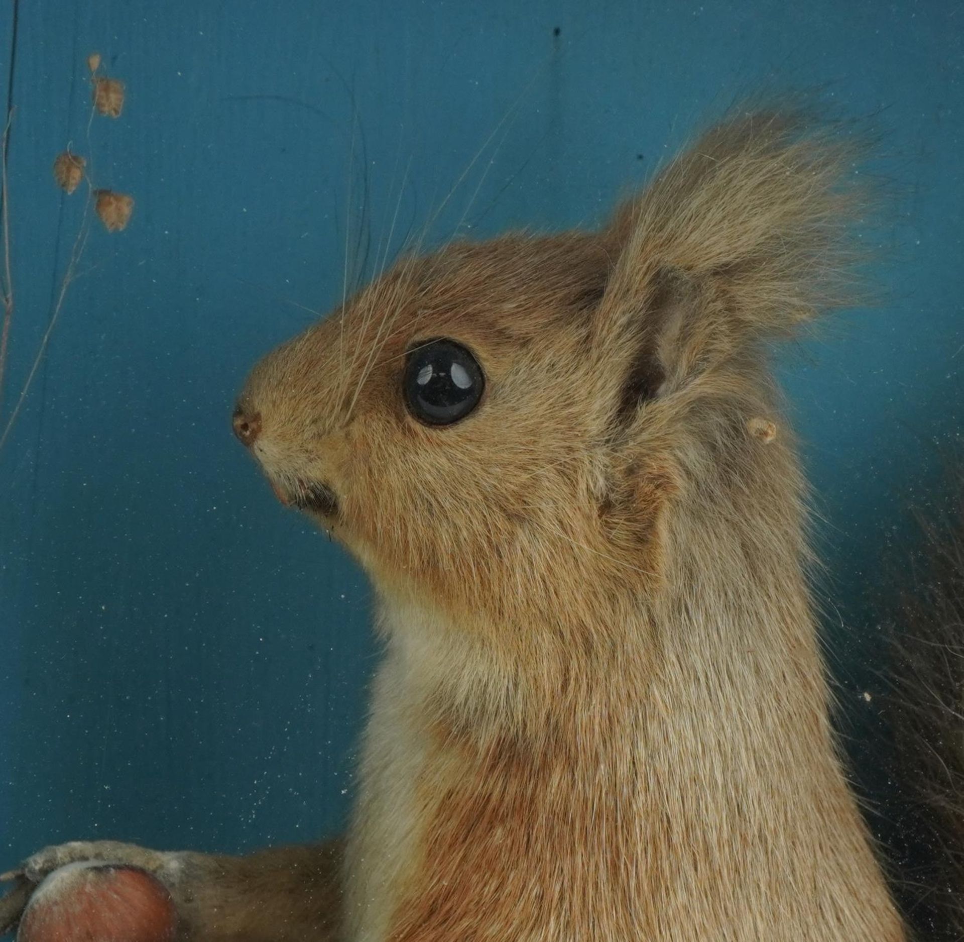 Taxidermy interest red squirrel housed in a ebonised glazed display case in a naturalistic - Image 2 of 3