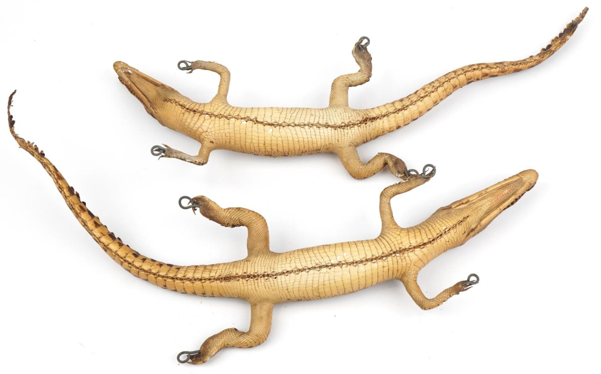 Two taxidermy interest baby crocodiles, each approximately 60cm in length : For further - Image 7 of 7