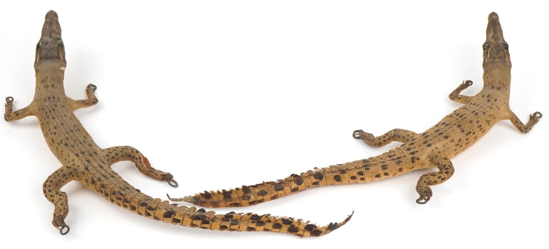 Two taxidermy interest baby crocodiles, each approximately 60cm in length : For further - Image 4 of 7