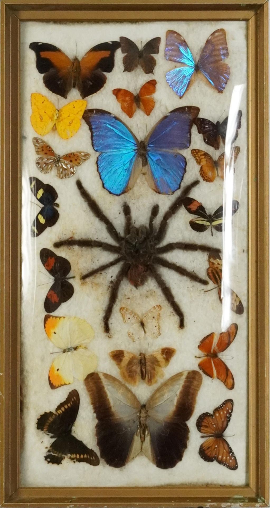 Framed taxidermy display of tarantula and butterflies, overall 53.5cm x 28.5cm : For further - Image 2 of 3