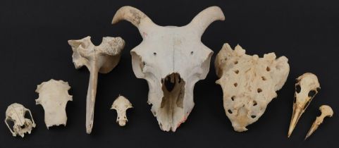 Taxidermy interest animal bones, predominantly skulls including birds, 20.5cm in length : For