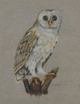 Christine House - Barn owl, mixed media, inscribed label verso, mounted and framed, 28cm x 21cm