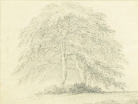 Joseph Barber - Study of trees, 19th century pencil sketch, inscribed Joseph Barber verso,