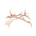 20TH CENTURY TAXIDERMY FALLOW DEER ANTLERS