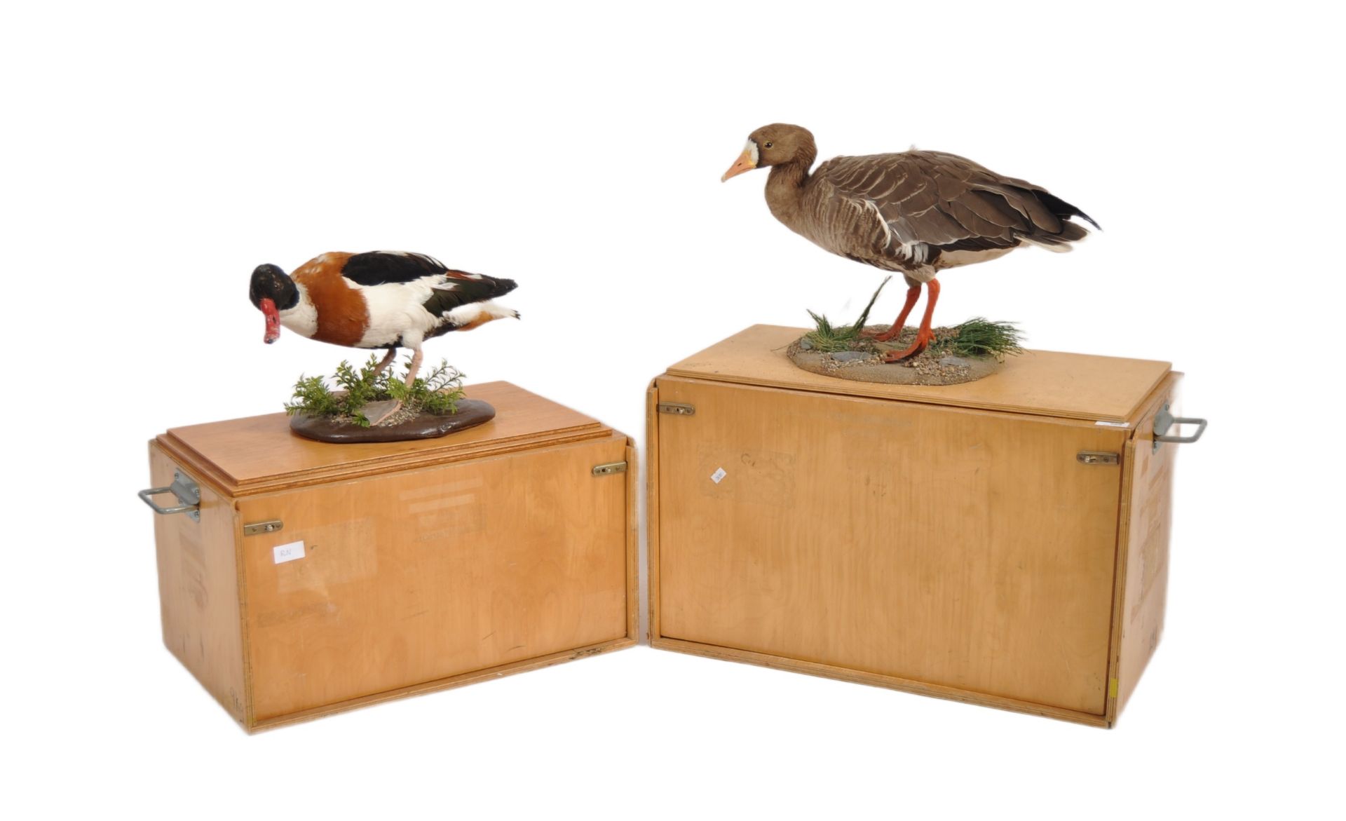 TWO TAXIDERMY STUDIES DEPICTING GOOSE & DUCK