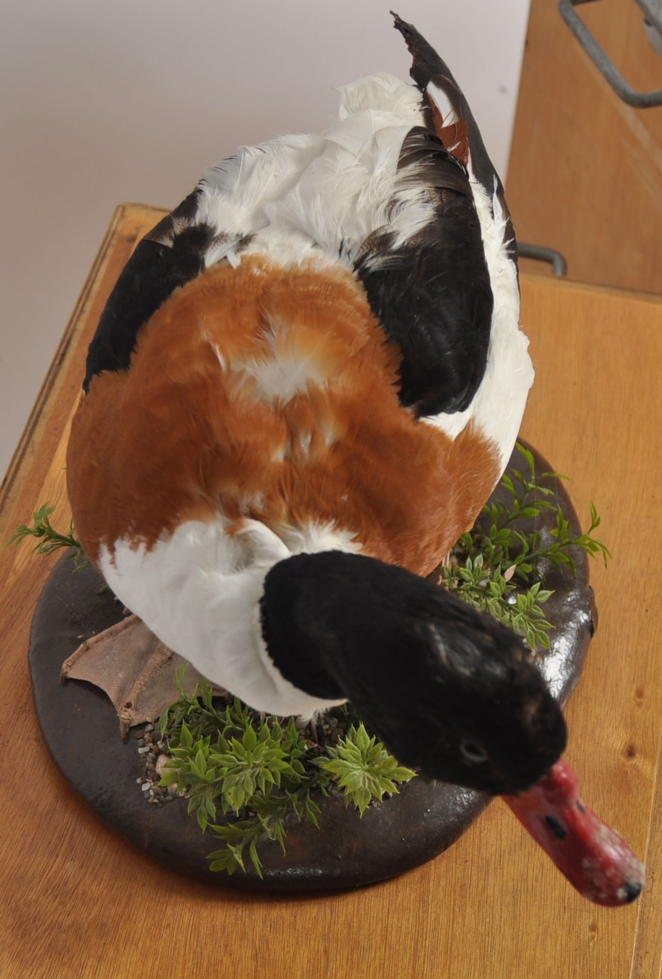 TWO TAXIDERMY STUDIES DEPICTING GOOSE & DUCK - Image 8 of 8