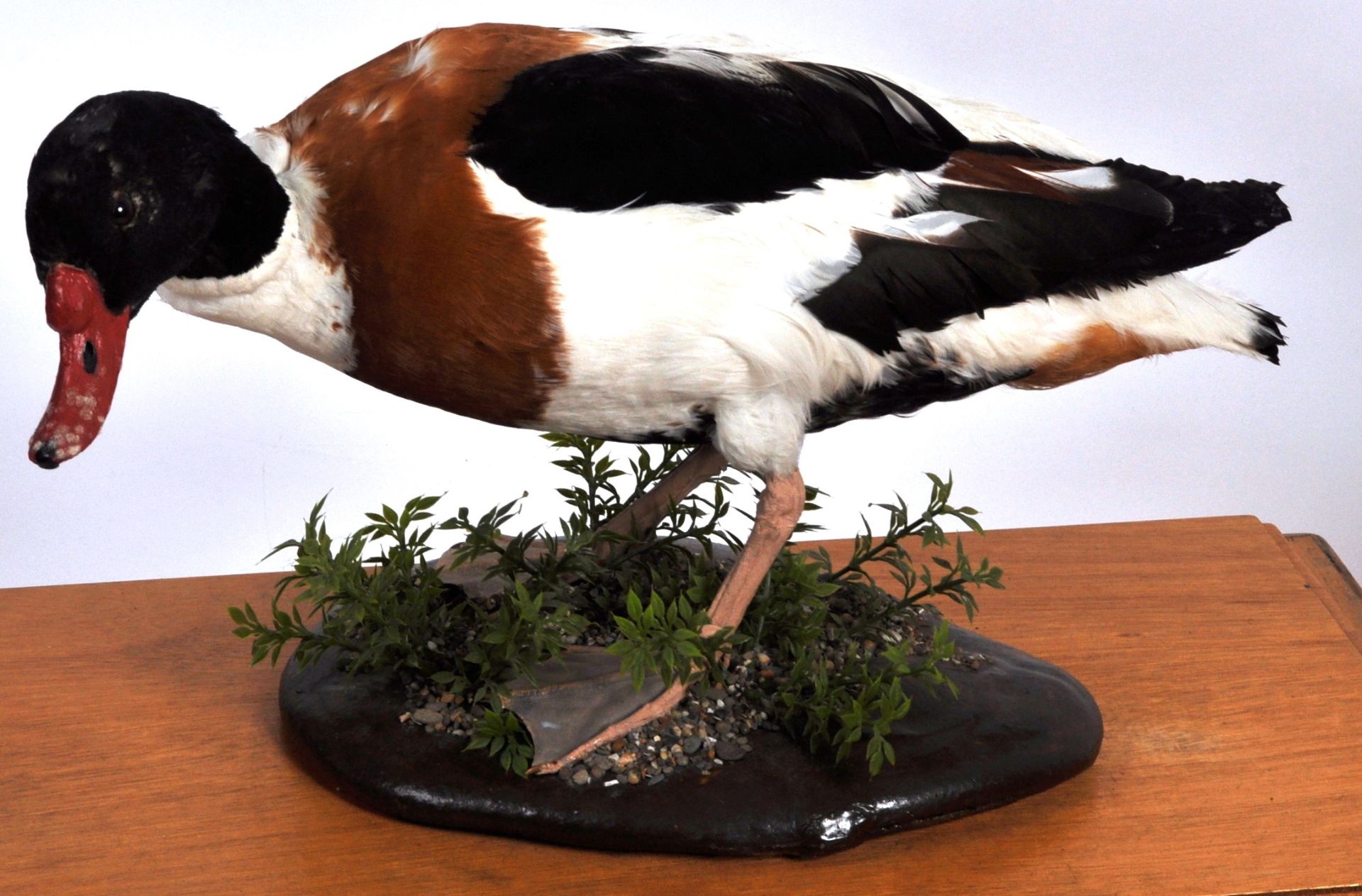 TWO TAXIDERMY STUDIES DEPICTING GOOSE & DUCK - Image 7 of 8