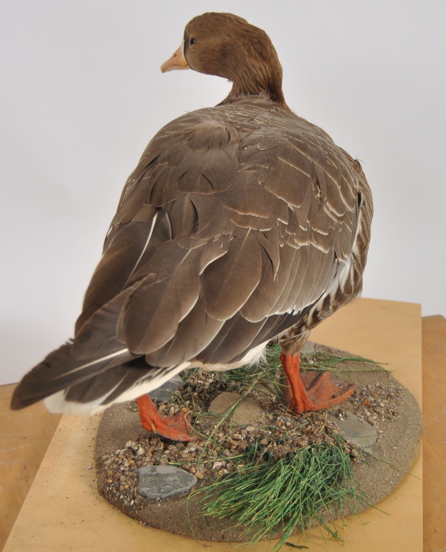TWO TAXIDERMY STUDIES DEPICTING GOOSE & DUCK - Image 6 of 8