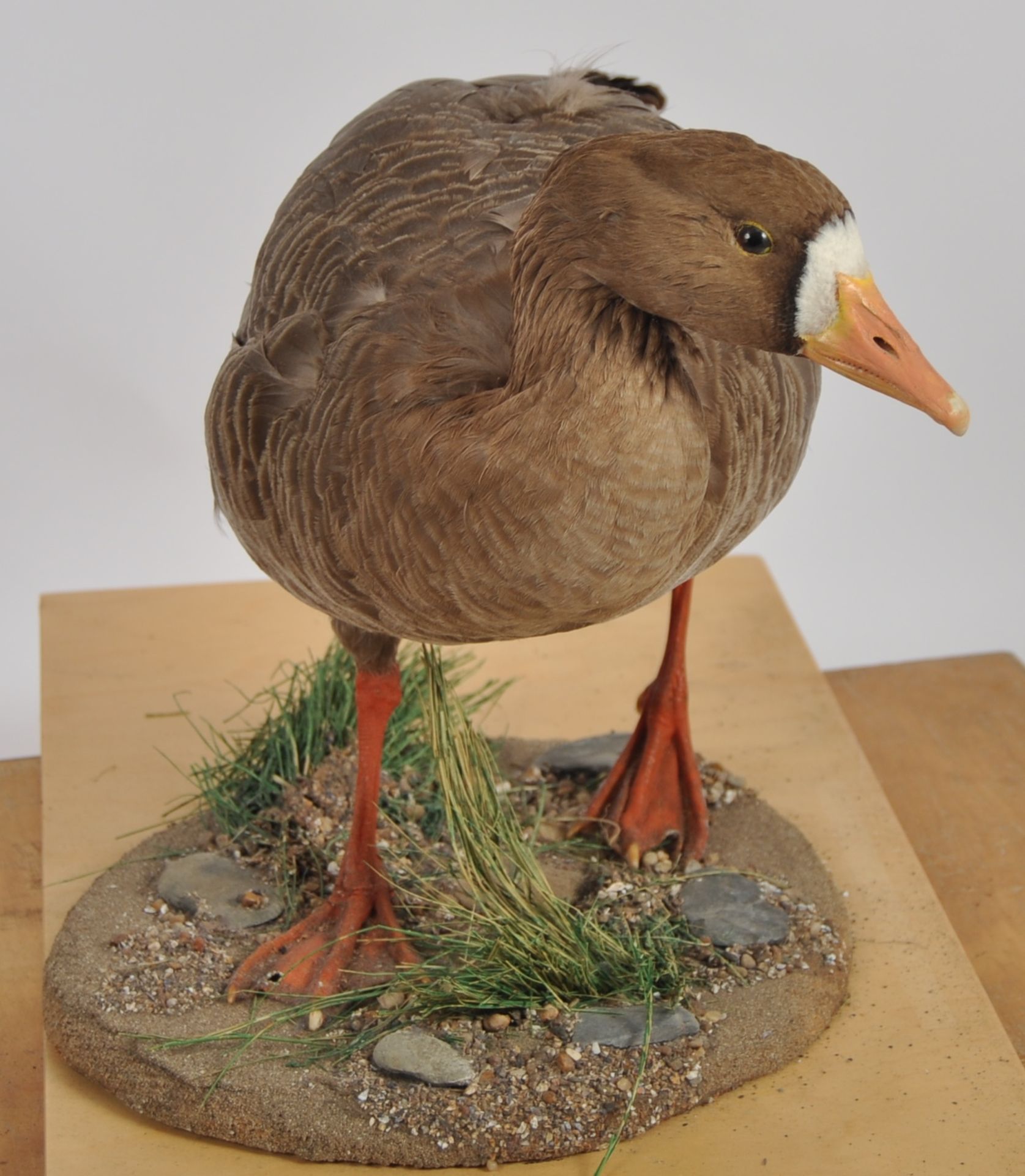 TWO TAXIDERMY STUDIES DEPICTING GOOSE & DUCK - Image 4 of 8