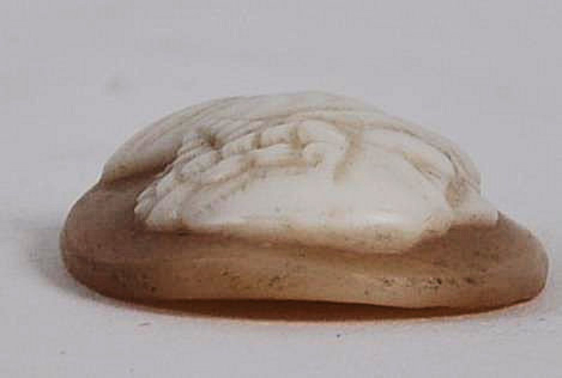18TH CENTURY CAMEO SHELL CARVING - Image 4 of 4