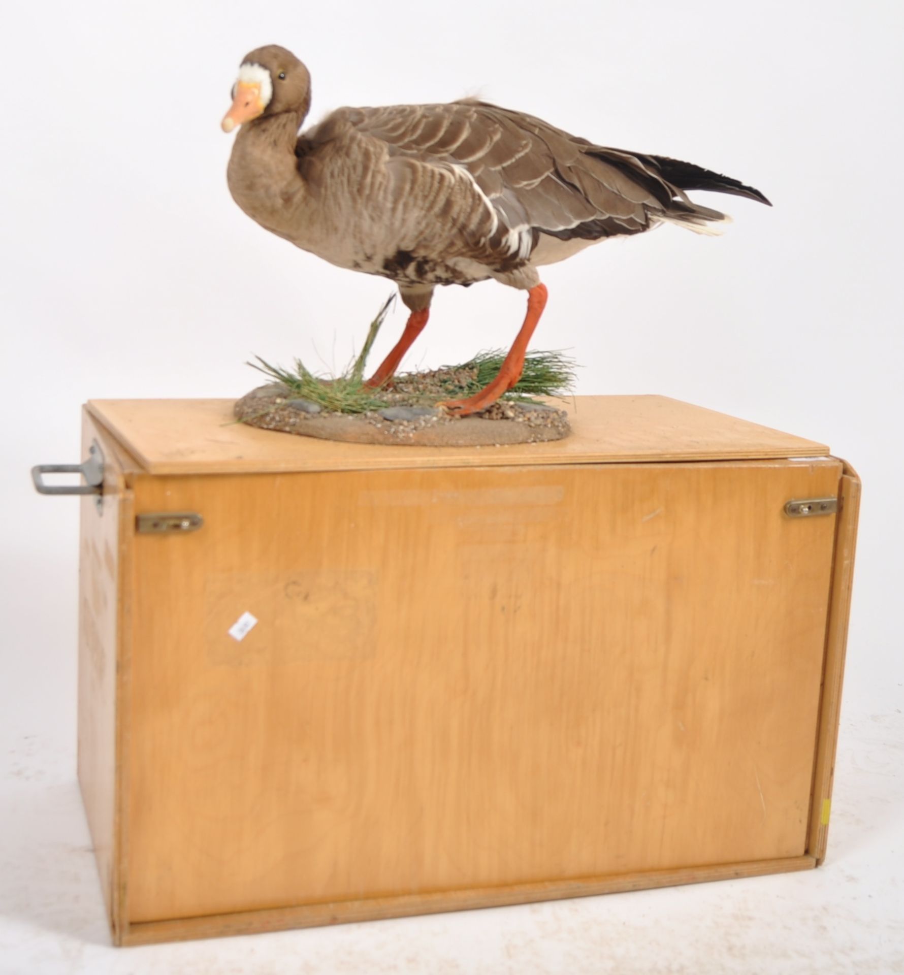 TWO TAXIDERMY STUDIES DEPICTING GOOSE & DUCK - Image 2 of 8