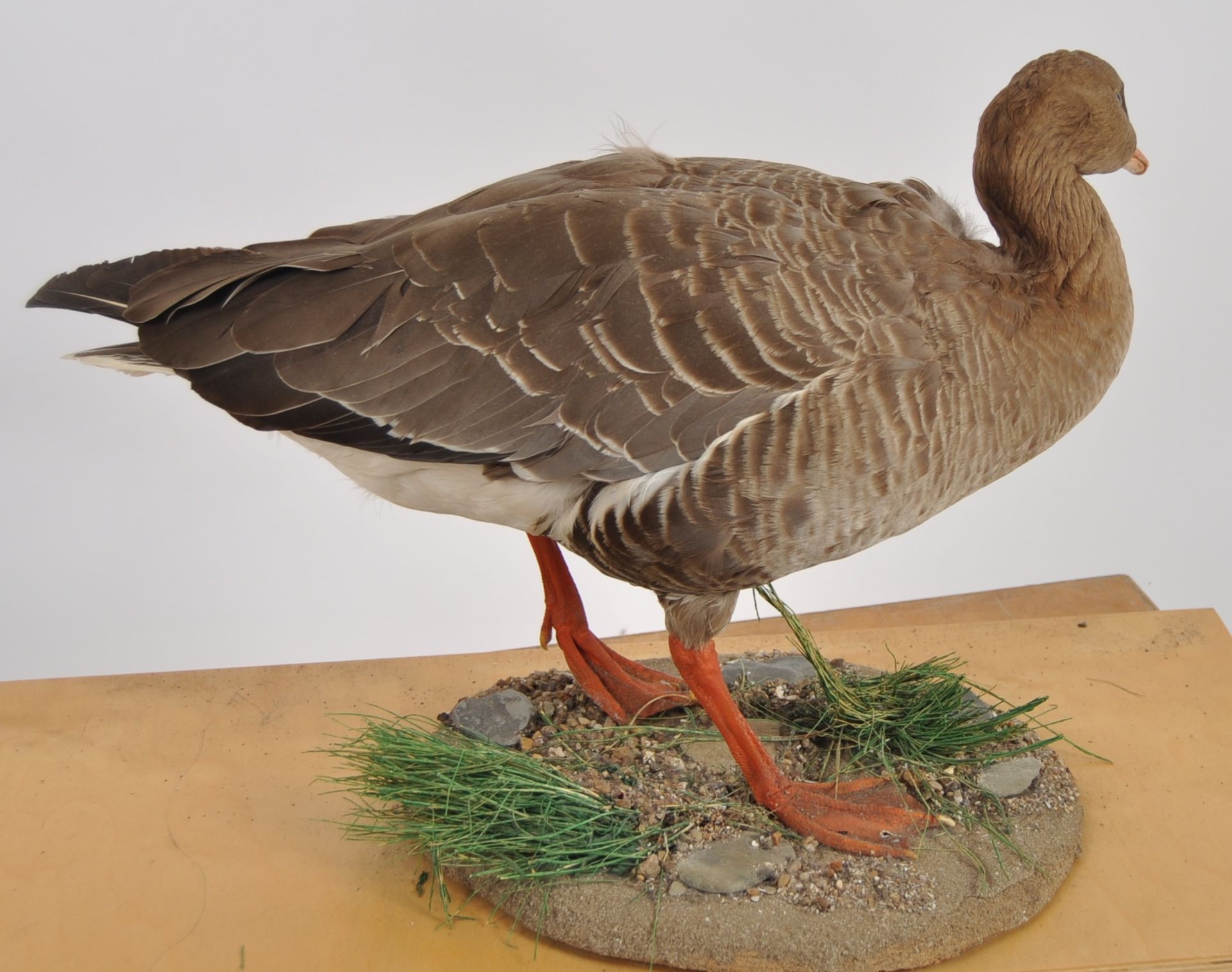 TWO TAXIDERMY STUDIES DEPICTING GOOSE & DUCK - Image 5 of 8