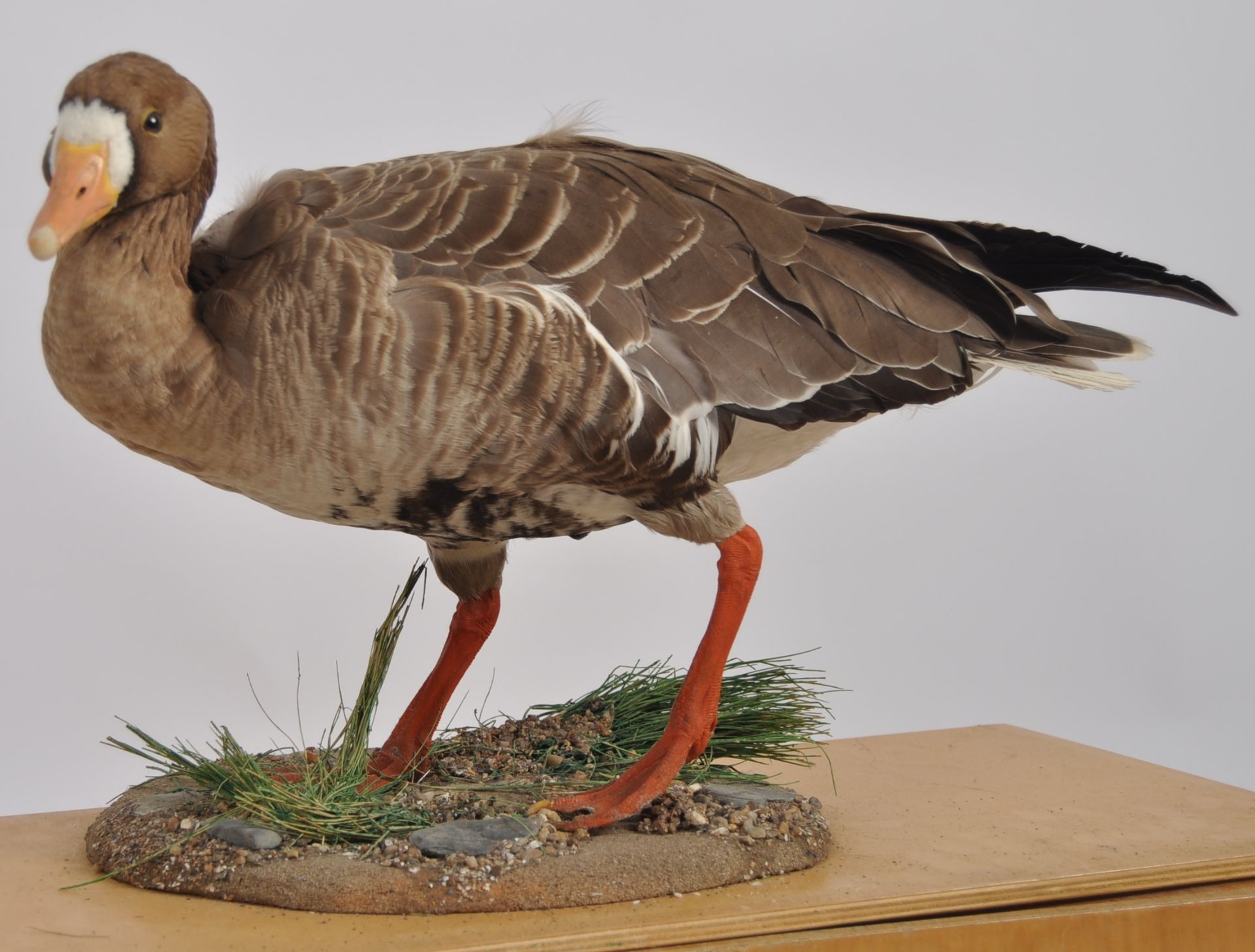 TWO TAXIDERMY STUDIES DEPICTING GOOSE & DUCK - Image 3 of 8