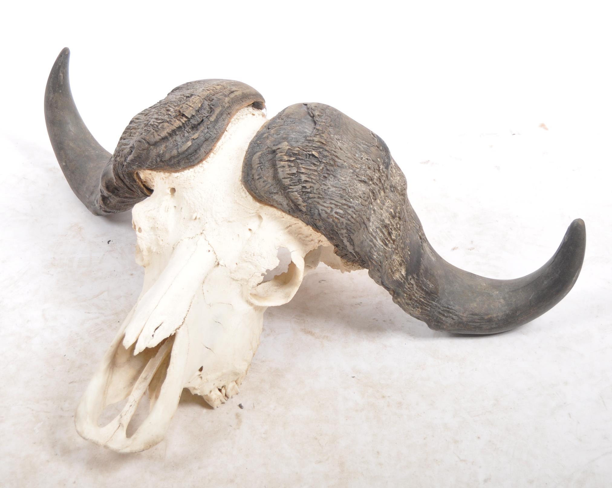 TAXIDERMY & NATURAL HISTORY - WATER BUFFALO SKULL & HORNS - Image 2 of 10