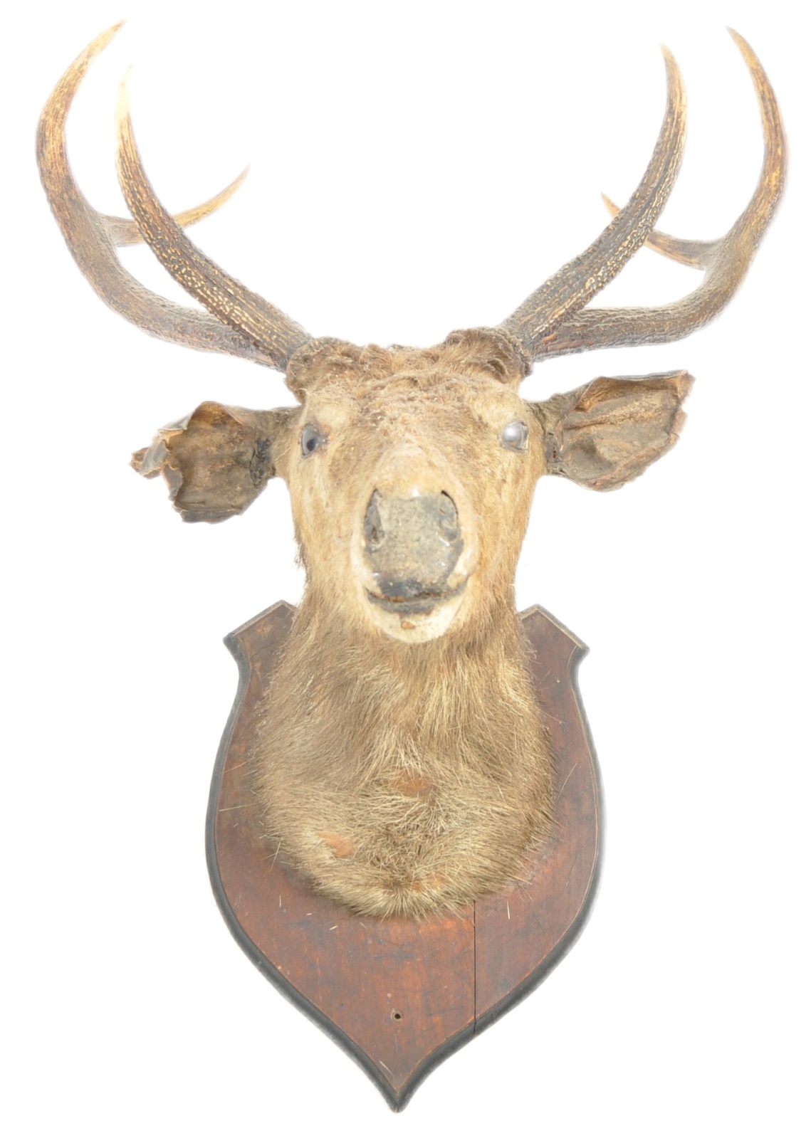 TAXIDERMY & NATURAL HISTORY - LARGE DEER ANTLERS