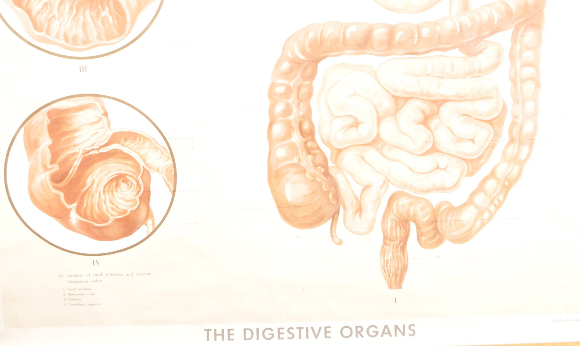 LARGE EDUCATIONAL ANATOMICAL DIGESTIVE ORGANS CHART - Image 2 of 5