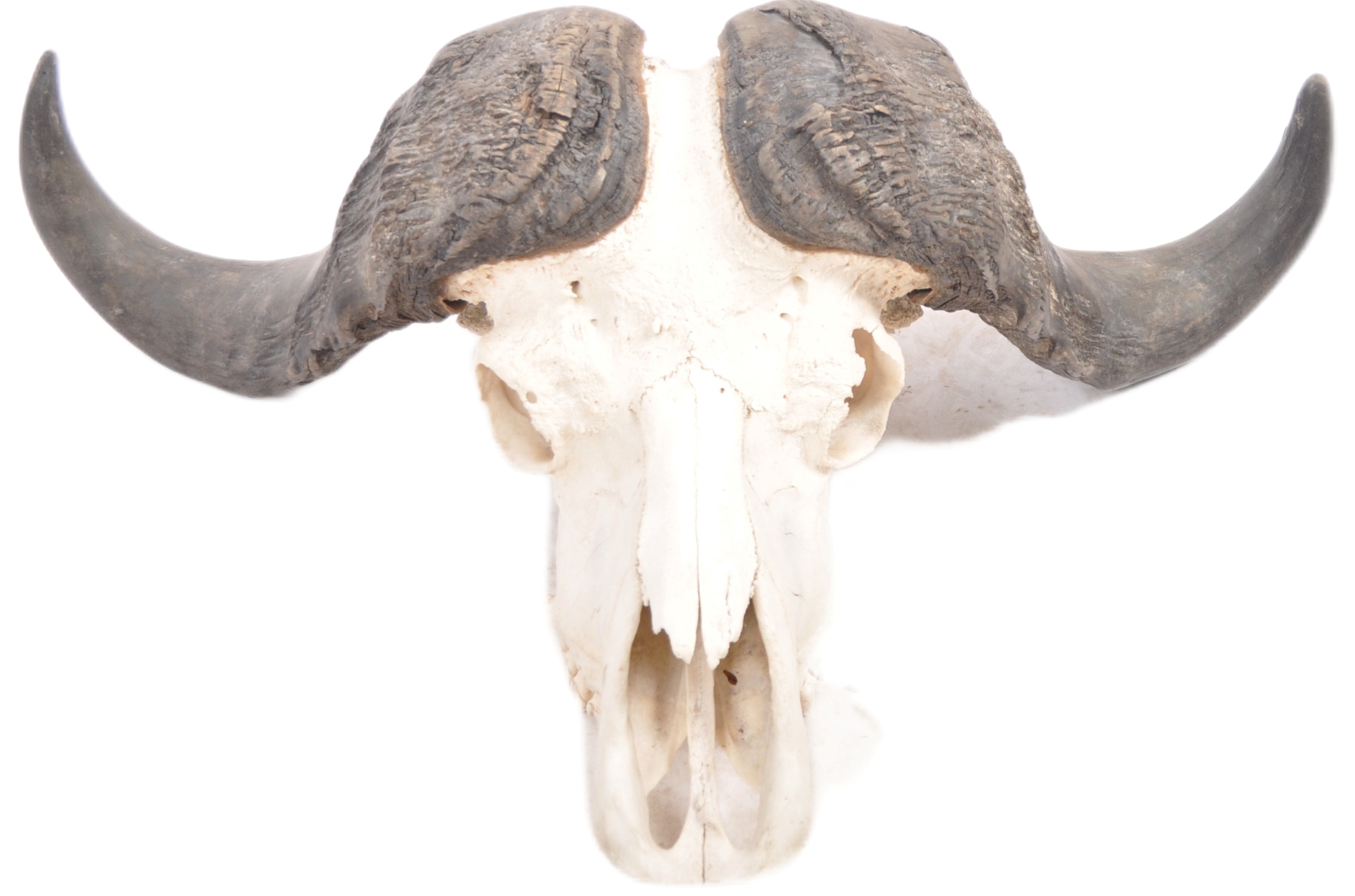 TAXIDERMY & NATURAL HISTORY - WATER BUFFALO SKULL & HORNS