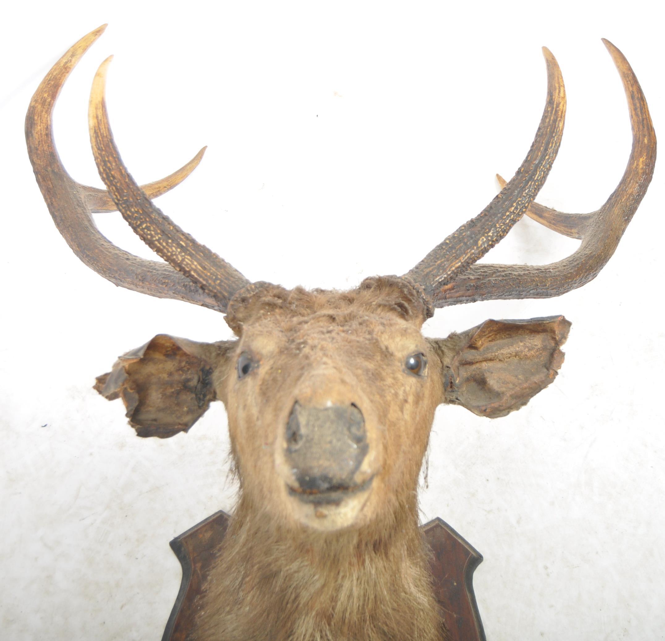 TAXIDERMY & NATURAL HISTORY - LARGE DEER ANTLERS - Image 2 of 8