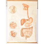 LARGE EDUCATIONAL ANATOMICAL DIGESTIVE ORGANS CHART