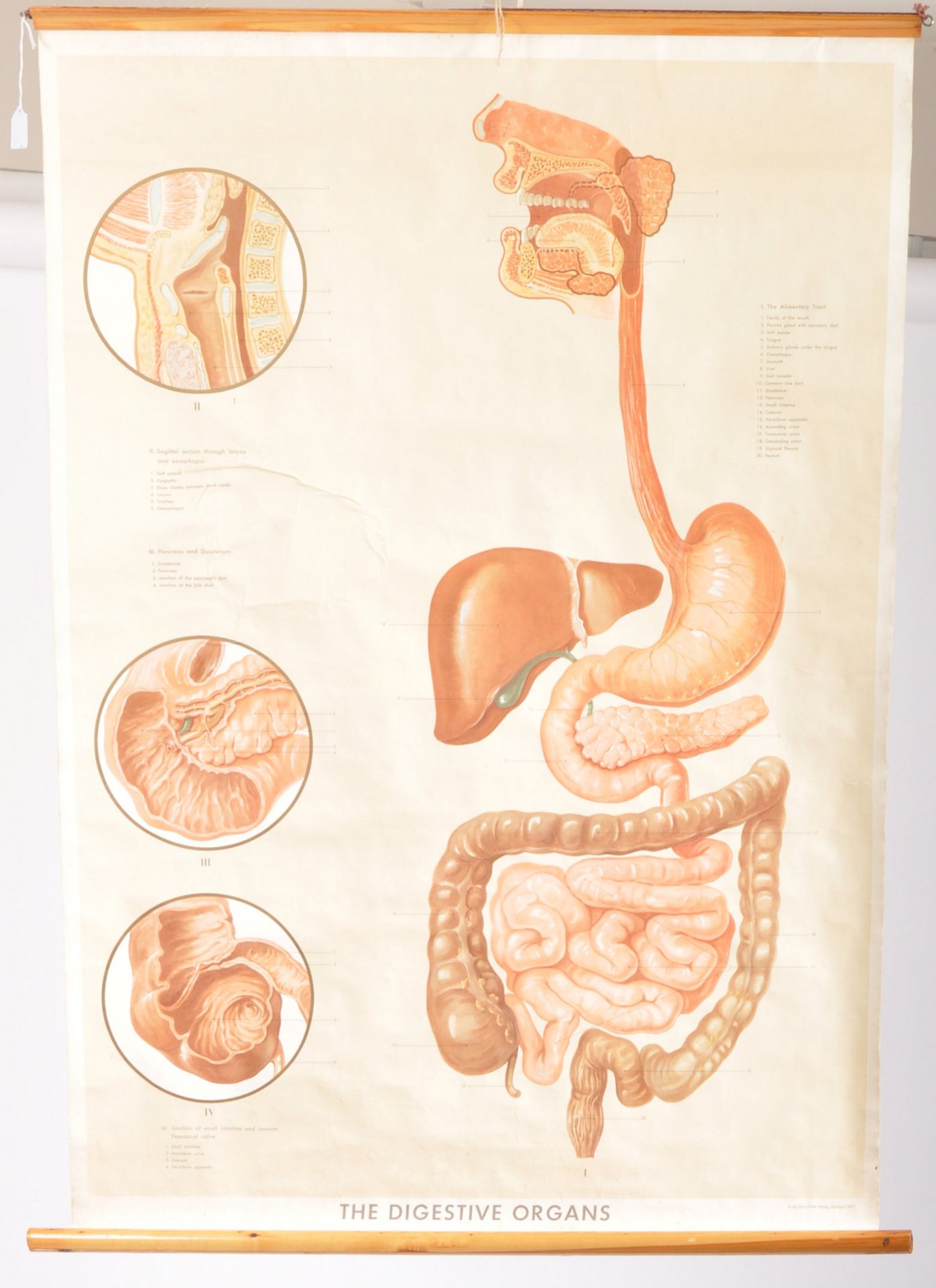 LARGE EDUCATIONAL ANATOMICAL DIGESTIVE ORGANS CHART