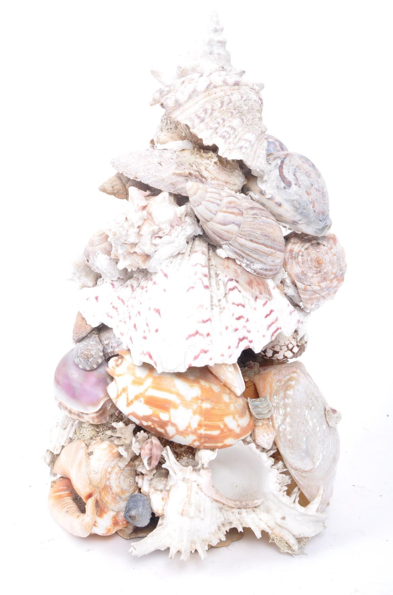 LATE 19TH CENTURY VICTORIAN SEASHELL DISPLAY - Image 6 of 6