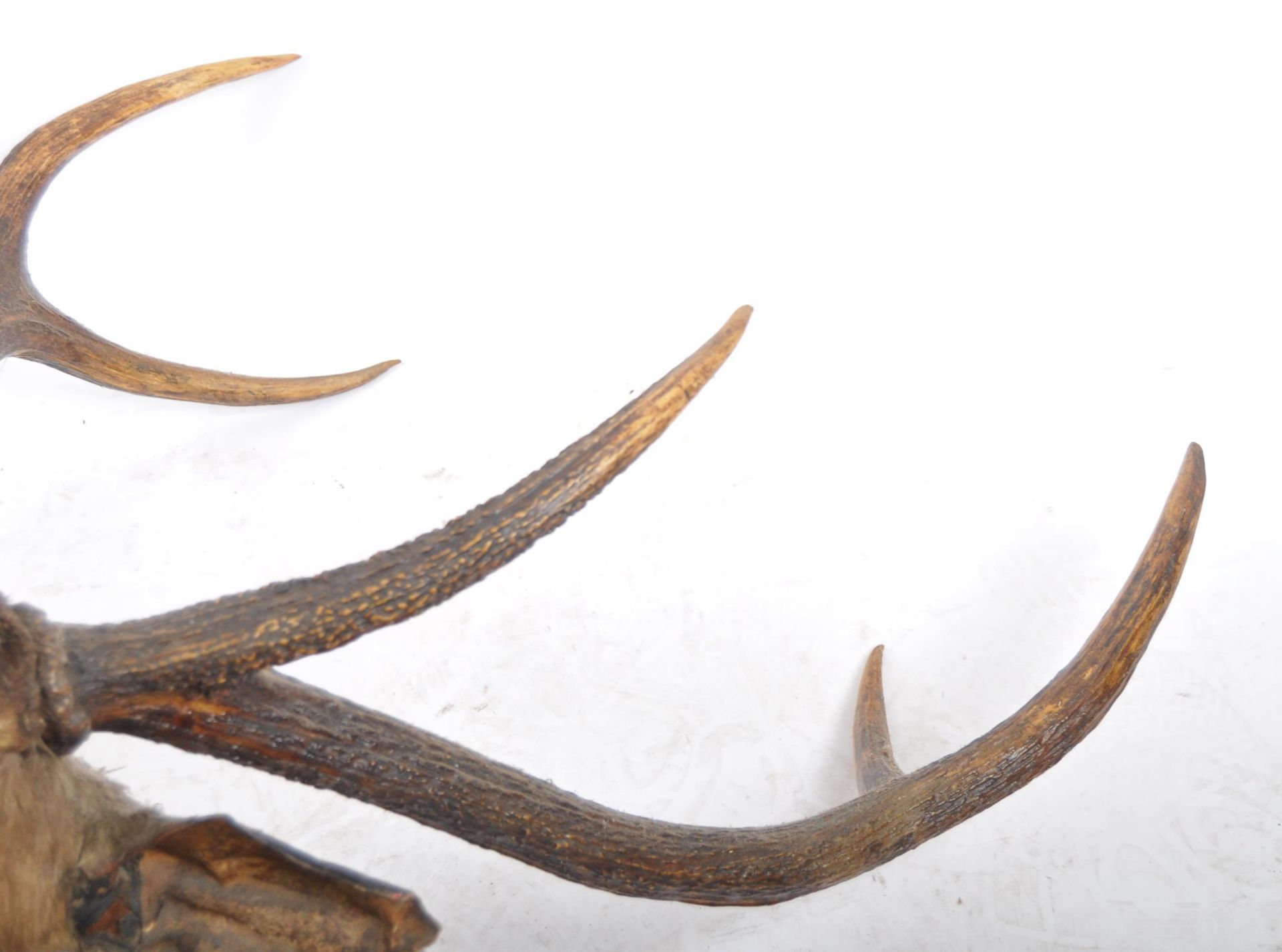 TAXIDERMY & NATURAL HISTORY - LARGE DEER ANTLERS - Image 8 of 8