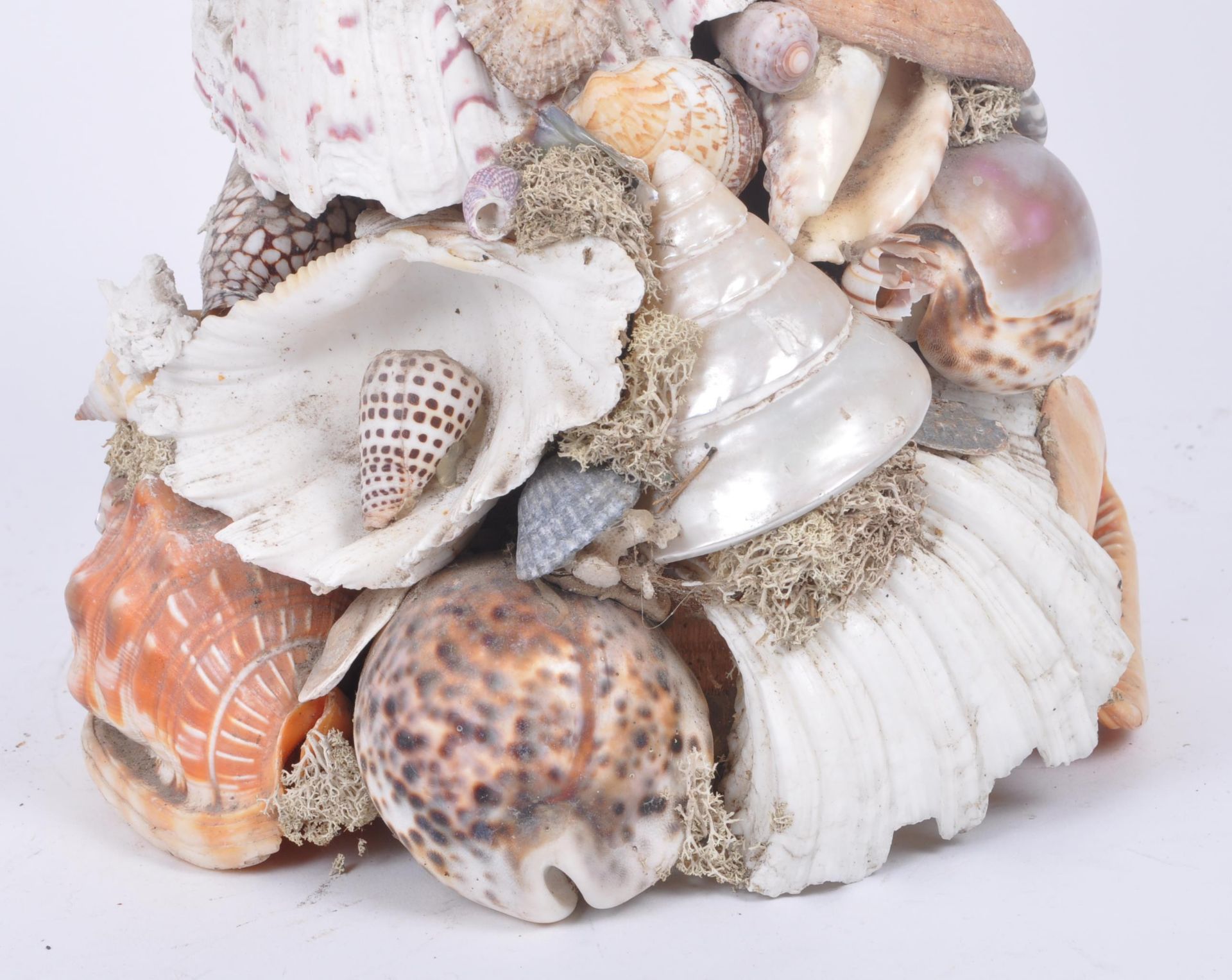 LATE 19TH CENTURY VICTORIAN SEASHELL DISPLAY - Image 2 of 6