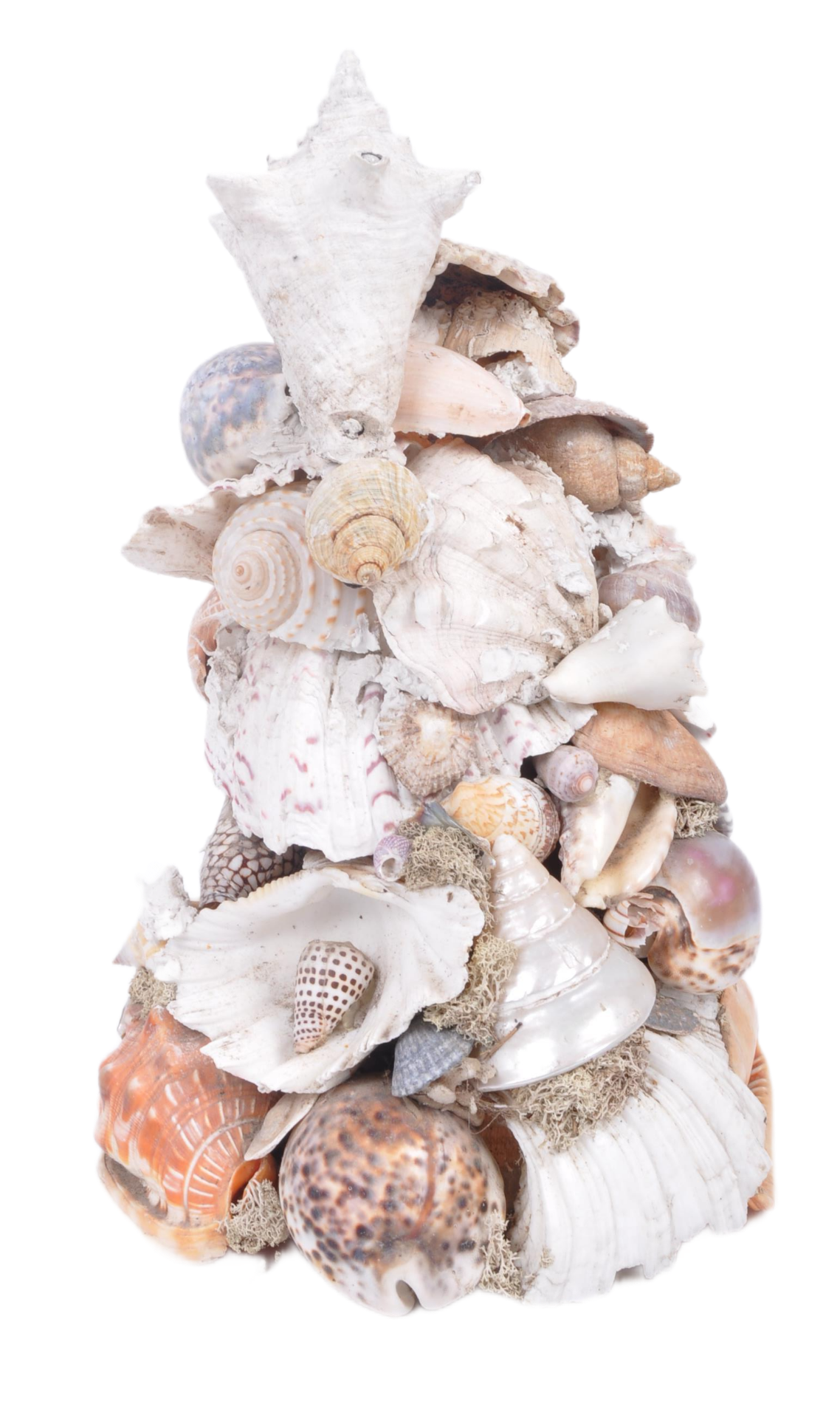 LATE 19TH CENTURY VICTORIAN SEASHELL DISPLAY