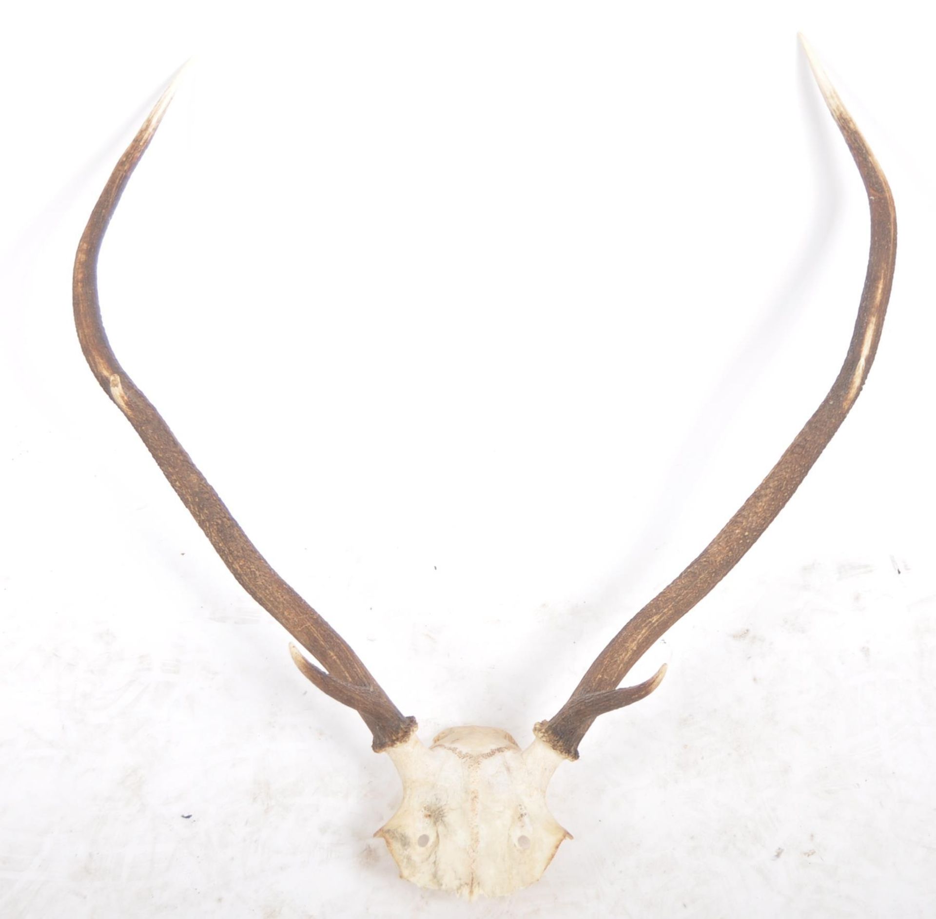 TAXIDERMY & NATURAL HISTORY - SELECTION OF ANTLERS / HORNS - Image 7 of 13