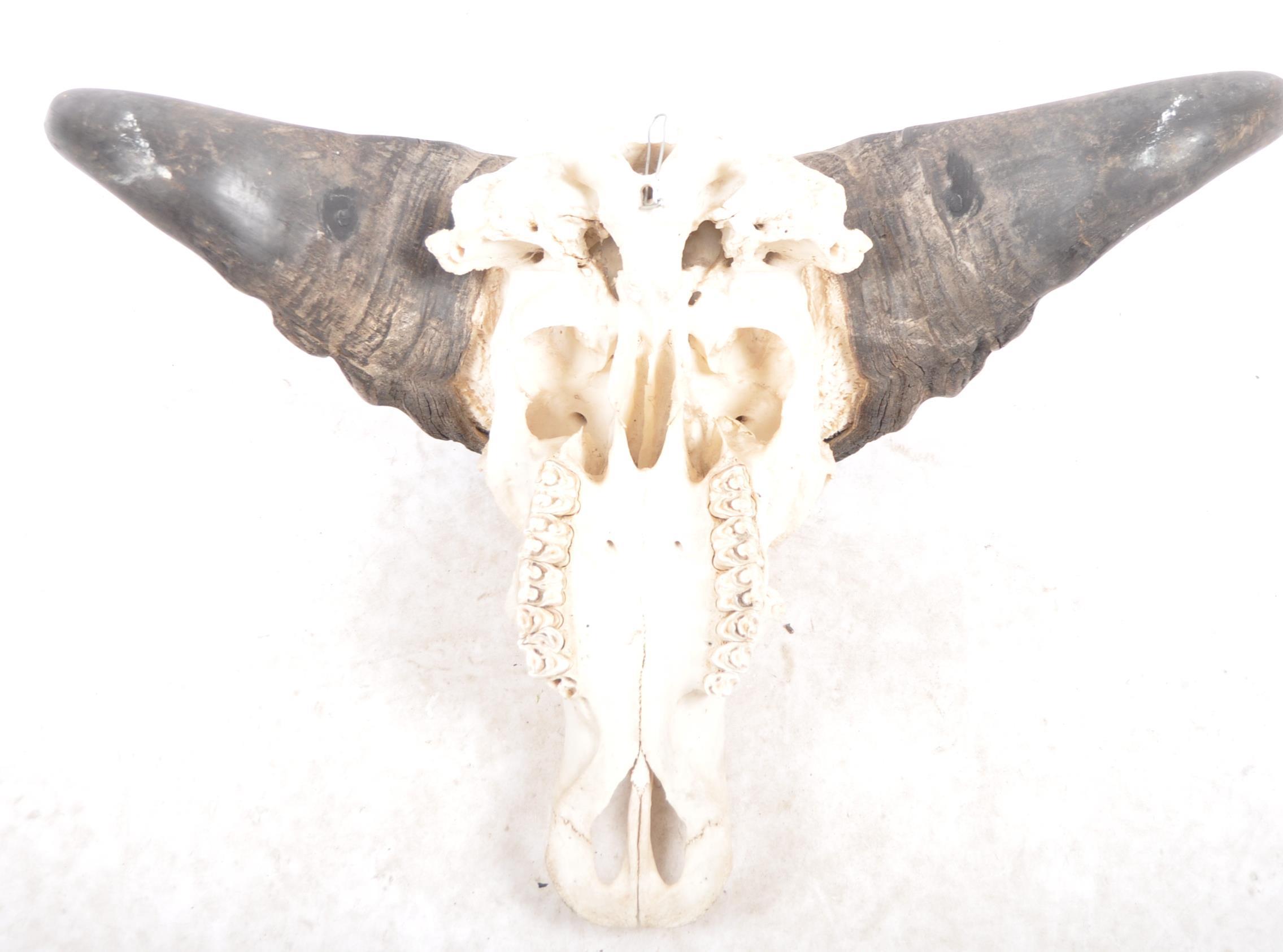 TAXIDERMY & NATURAL HISTORY - WATER BUFFALO SKULL & HORNS - Image 6 of 10