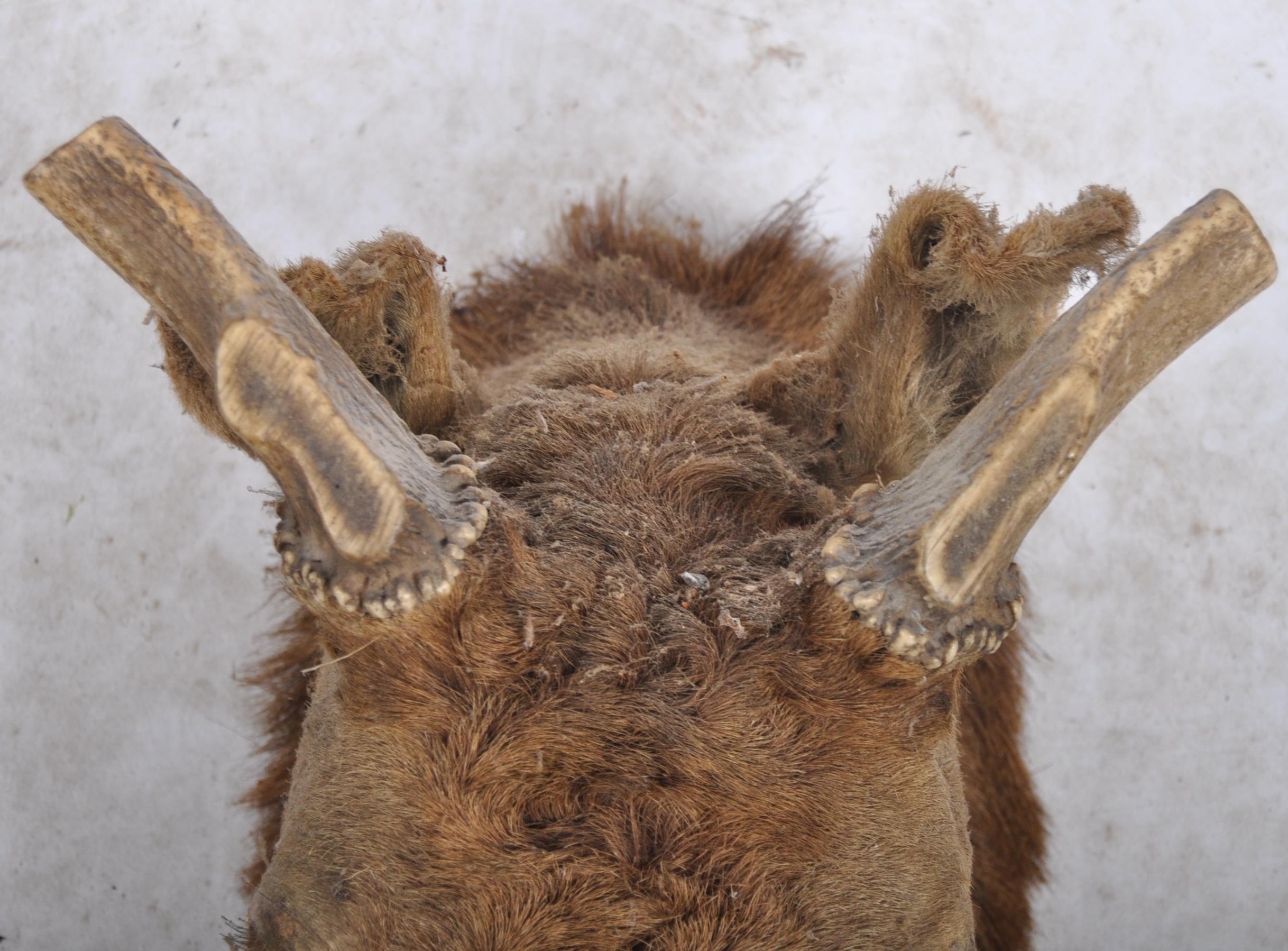 TAXIDERMY & NATURAL HISTORY - SELECTION OF ANTLERS / HORNS - Image 6 of 13